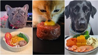 cute dogs eating muckbang compilation