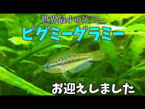 IUCN分類における絶滅の危険性を示す図。