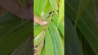 Download lagu Bunga bambu kuning mp3