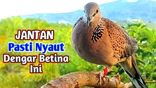 Download lagu The Most Powerful Voice of a Female Turtledove Calls a Male mp3