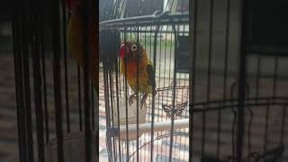 Download lagu CARA CEPAT LB NGEKEK PANJANG mp3 Download lagu CARA CEPAT LB NGEKEK PANJANG mp3