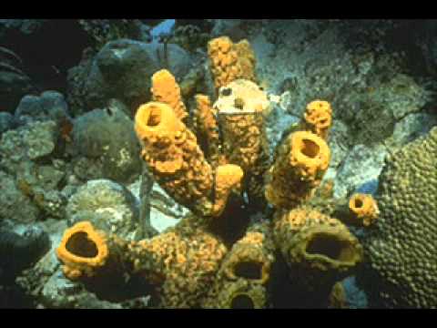 Moby - New York, New York (Fuseboxers 2011 Remix)