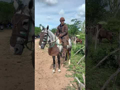 Vaqueiro e Cavalo 🐎 Top