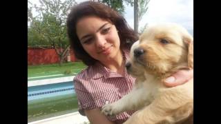 Edirne Satılık Yavru Köpekler 0536 651 81 81