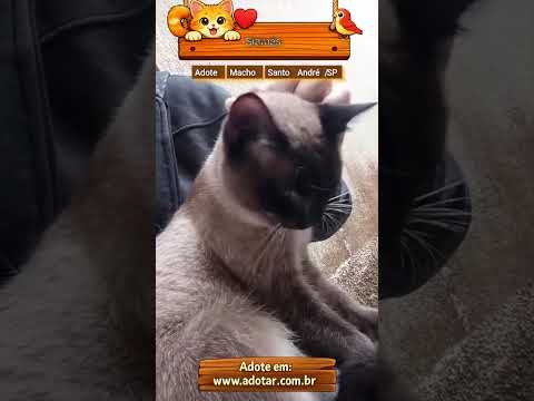 Vídeo de Siamês 