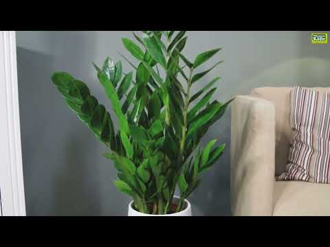 Glücksfeder im Portrait | Pflanzen-Kölle