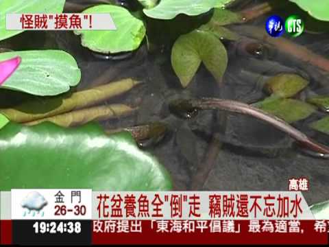 店門種花養小魚 怪賊半夜"摸魚"