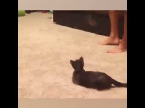 Funny cat and mouse.