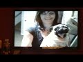 AFV Plugged In Pug Watches Pug Watches Plugged In Pug On Disney Plus