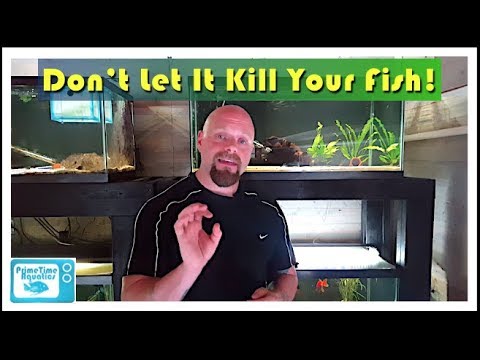 How to Lower Nitrites in an Aquarium