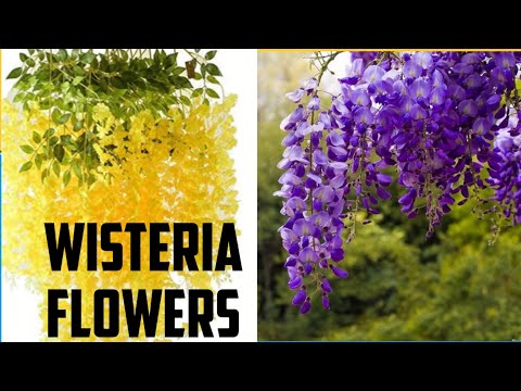 DIY : Wisteria flowers/ how to make artificial wisteria flowers/tissue paper wisteria flowers