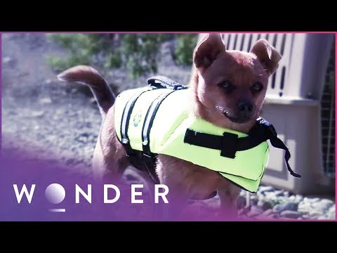 Chihuahua Is The Difference Between Life And Death For Fellow Animal | Pet Heroes S1 EP15 | Wonder