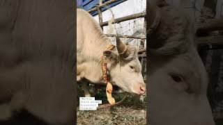 Download lagu State animal of Arunachal Pradesh-Mithun(Bos frontalis)#incredibleindia #northeastindia #arunachal mp3
