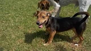 Video Pongo und Perla neu 2