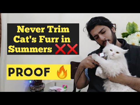 Cat's shaving in summers is good or bad | When you have to shave your cats | Persian Cat Trimming |