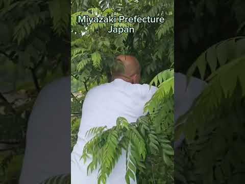 Curry Leaves / Karapincha