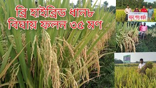brri hybrid dhan 8 plantation at shahrasti