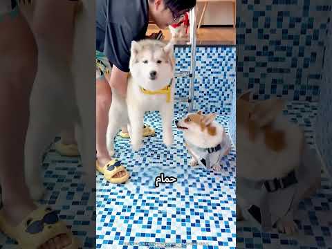 الكلب بقا يعرف يعوم أحسن من صاحبو #viral