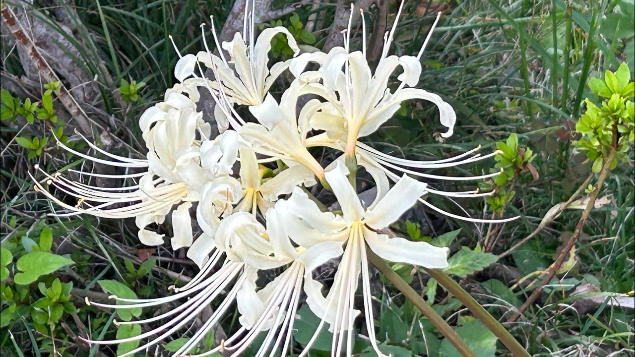 【珍しい】白い彼岸花