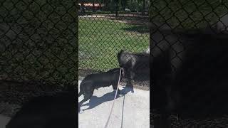 Video preview image #1 Labrador Retriever-Unknown Mix Puppy For Sale in Sanford, FL, USA