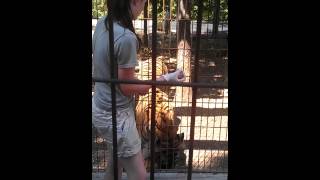 Tiger being fed