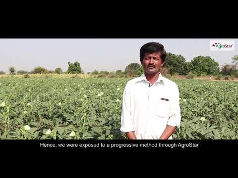 017 - Maharashtra Okra Gold Treatment - Shri. Sachin Suryavanshi-Patil Video