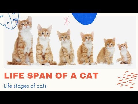 Life Span Of a CAT|Life Stages |Meetme