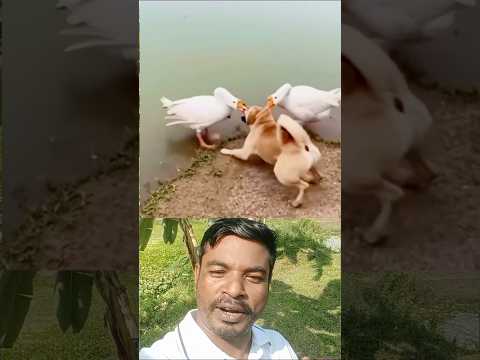 এবার কই যাবি#shorts #shortvideo #trending #viral #viralvideo #youtubeshorts