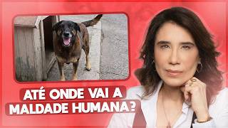 Animal Cruelty: The Tragic Death of Orelha and the Fight for Justice | ANA BEATRIZ