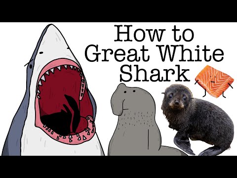 Your Life as a Great White Shark