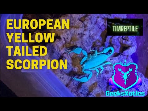 Škorpión európsky (Euscorpius flavicaudis) — video o chove a starostlivosti