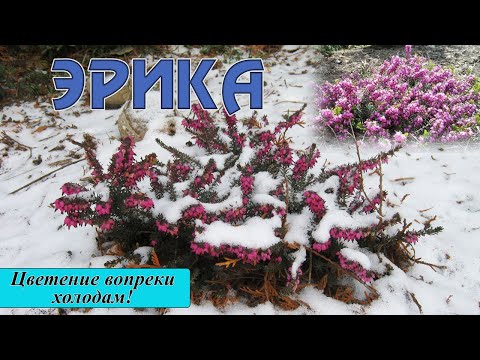 Зимняя красотка Эрика: секреты выращивания.