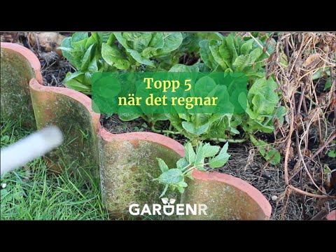 Topp 5 när det regnar - Trädgårdshacks med GardenR