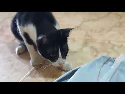 Relaxing cat video |catshortvideo ❤✨❤