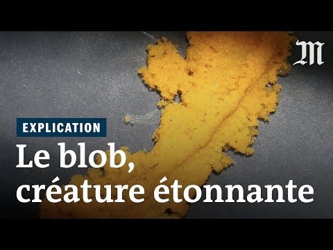 Pourquoi le blob fascine les scientifiques