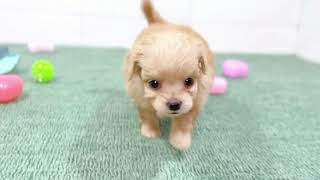 ハーフ犬の動画01