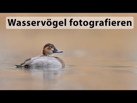 Tutorial Vogelfotografie - Wasservögel fotografieren