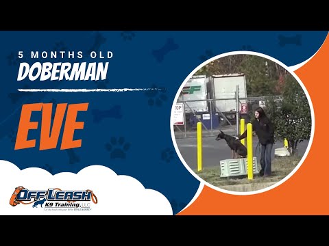 5-Month Old "Eve" (Doberman) 2-Week Board and Train Before/After Video! Dog Trainers, Northern Va