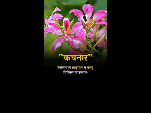 बवासीर का प्राकृतिक व घरेलू चिकित्सा से उपचार कचनार की छाल #piles #pilessurgery #shorts