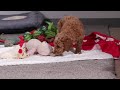 Standard Poodle dogs for sale: Mindy - Video 1