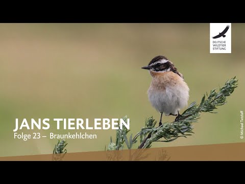 Jans Tierleben: Folge 23 – Braunkehlchen