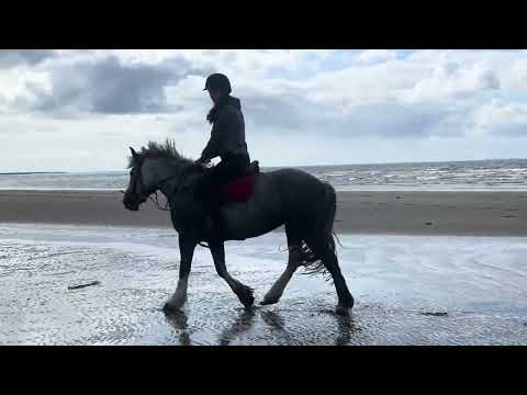 Super Cob - Image 2