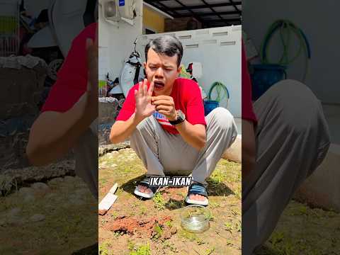 IKAN LATIP MATI 😭 || Latip komedi