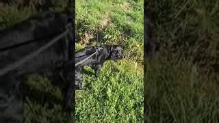 Video preview image #1 English Springer Spaniel-Unknown Mix Puppy For Sale in Rootstown, OH, USA