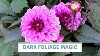 22 Plants with Dark Foliage for Stunning Garden Contrast // Cottoverdi