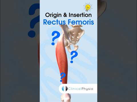 Musculus Rectus