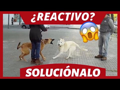 Do you have a reactive, aggressive dog? 😱 ► FIX IT ✅ [REAL CASE]