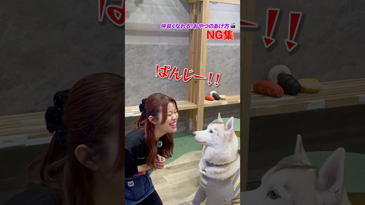 仲良くなれるおやつのあげ方🐶NG集　#ハスキー #大型犬 #かわいい