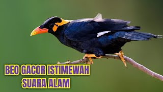 Download lagu beo gacor istimewah, pancingan untuk beo yg malas bunyi mp3