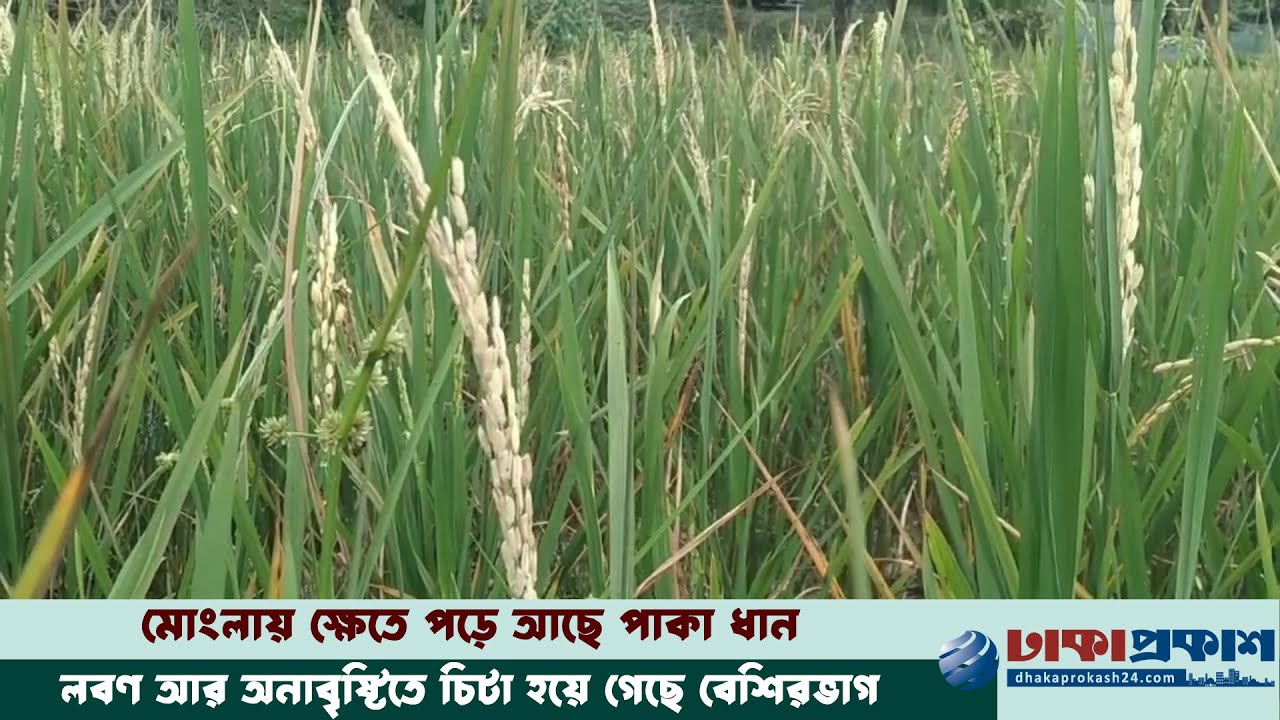 মোংলায়  কৃষকের ধান কেটে দিচ্ছেন এলাকাবাসী